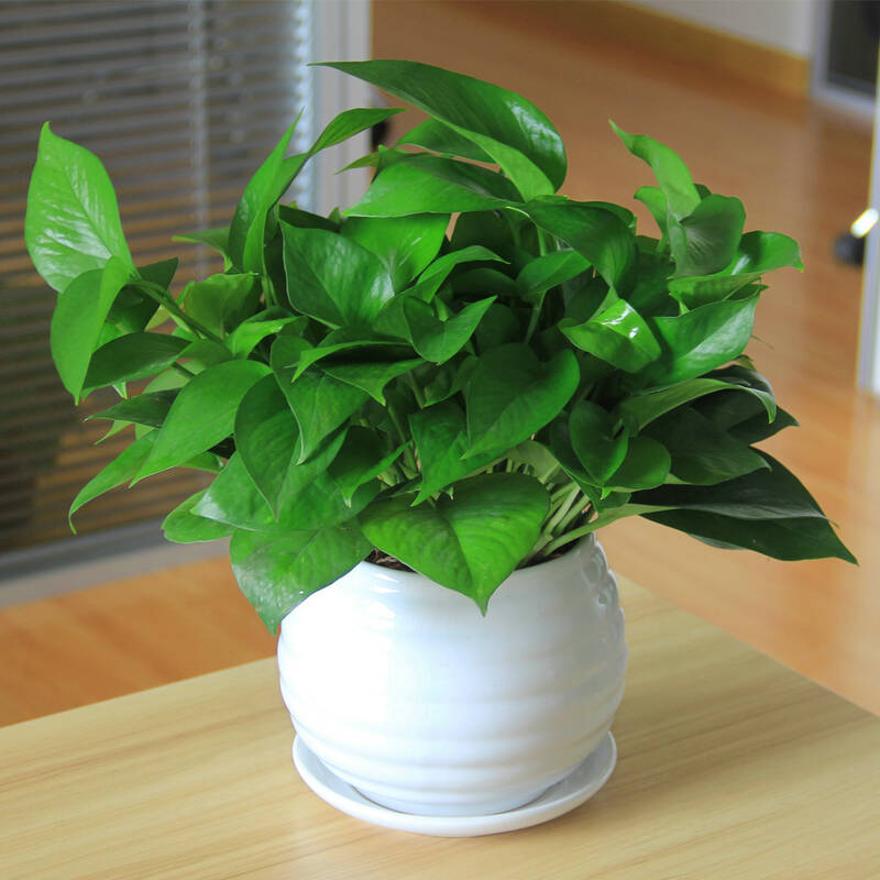 广州展会上常见的花草绿植装饰有哪些种类