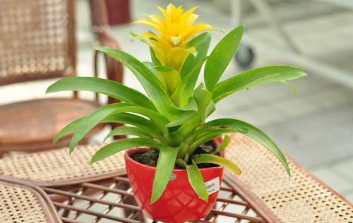 广州展会上常见的花草绿植装饰有哪些种类