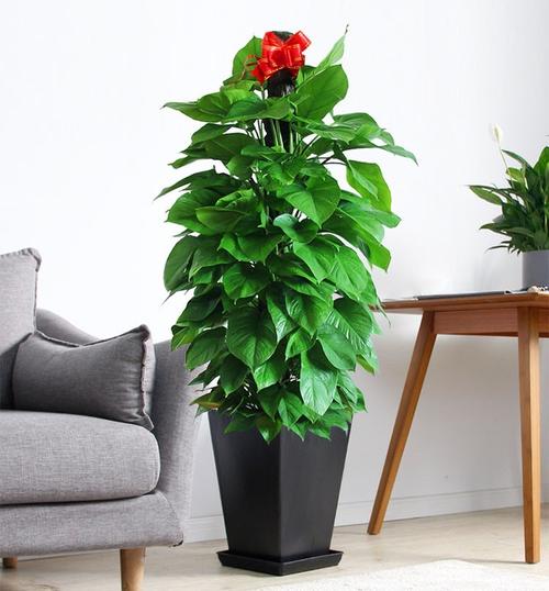 广州展会上常见的花草绿植装饰有哪些种类